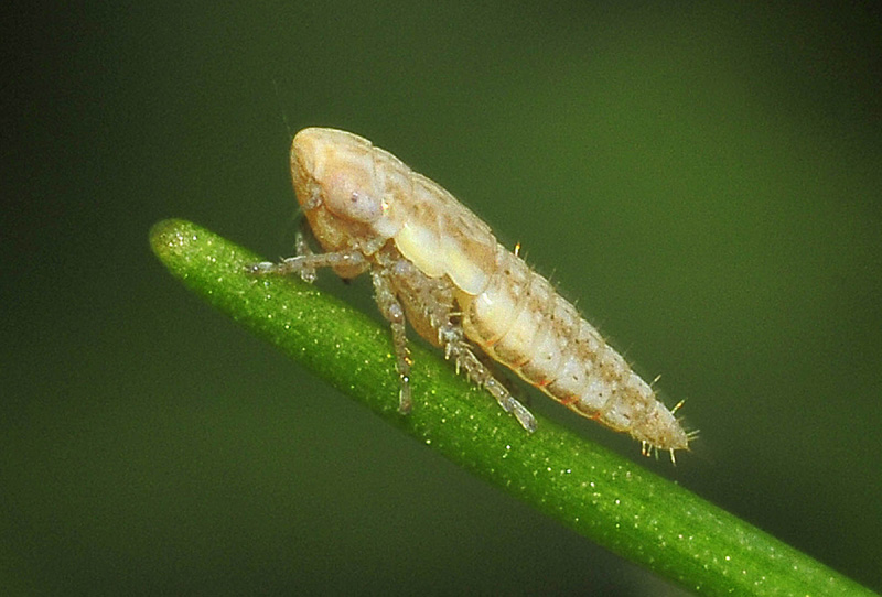 Cicadella da det.